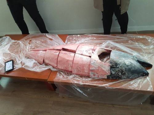 엠티가는데 들고온 것.tuna