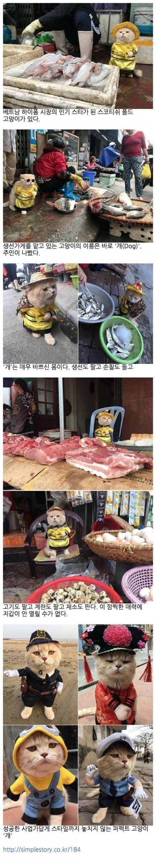 고양이에게 생선을 맡겼더니 벌어진 일.jpg