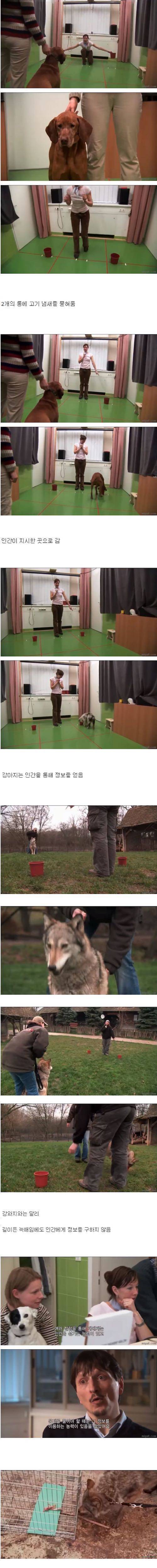 개와 늑대의 차이.jpg