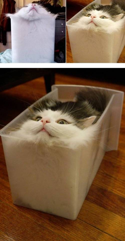 사각 얼음냥.jpg
