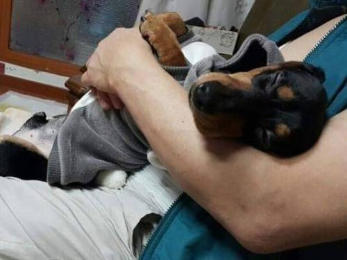 개키우면 갖다 버리겠다던 아버지근황