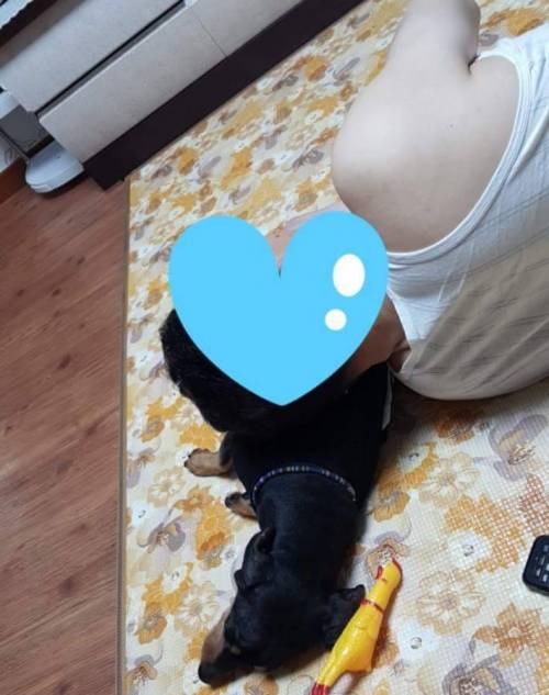 개키우면 갖다 버리겠다던 아버지근황
