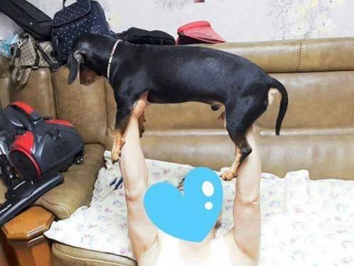 개키우면 갖다 버리겠다던 아버지근황