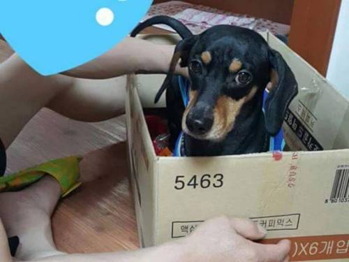 개키우면 갖다 버리겠다던 아버지근황
