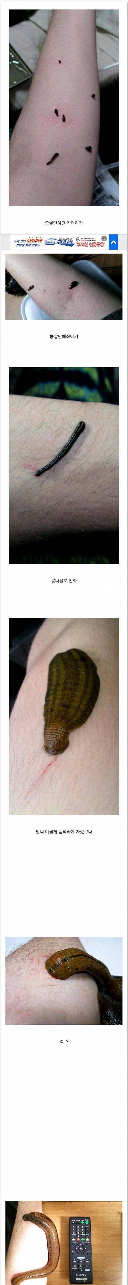 [혐징징] 애완용 거머리.jpg
