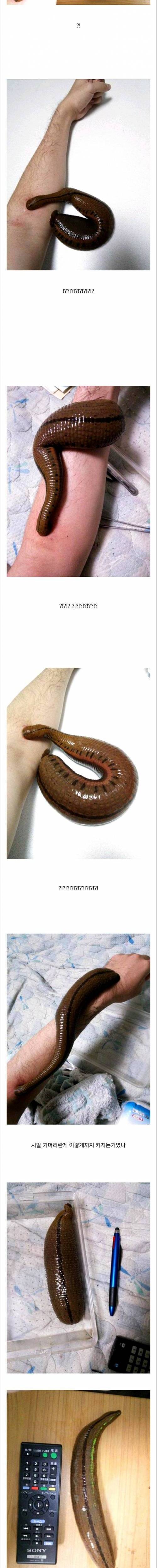 [혐징징] 애완용 거머리.jpg
