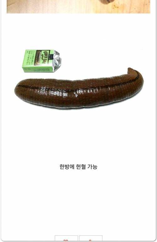 [혐징징] 애완용 거머리.jpg