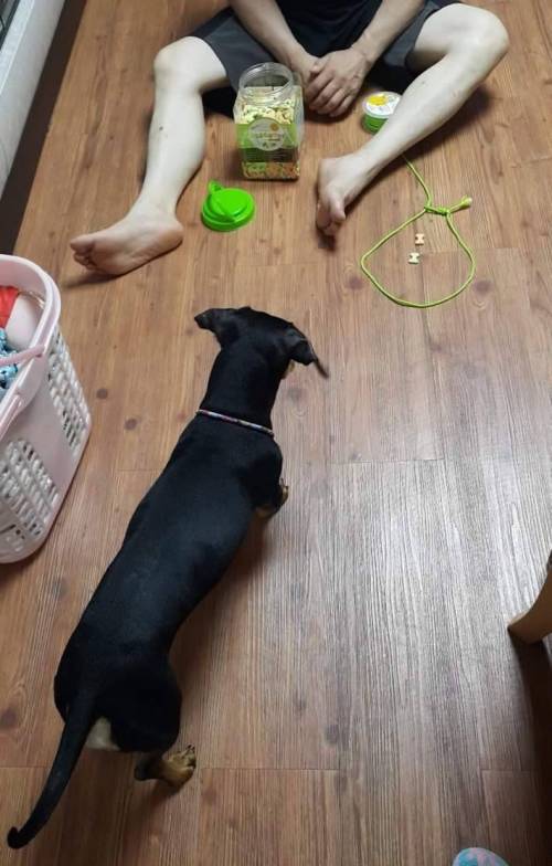개키우면 갖다 버리겠다던 아버지근황