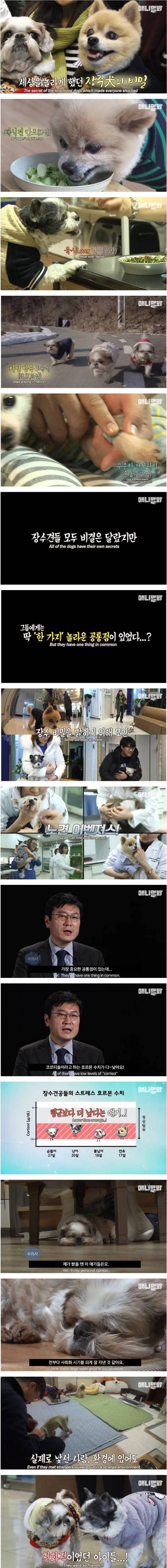 장수견들의 비밀.jpg