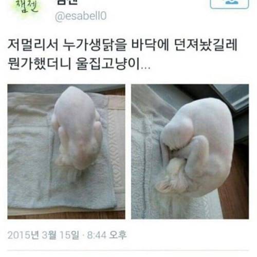 생닭이 왜 여기에.jpg