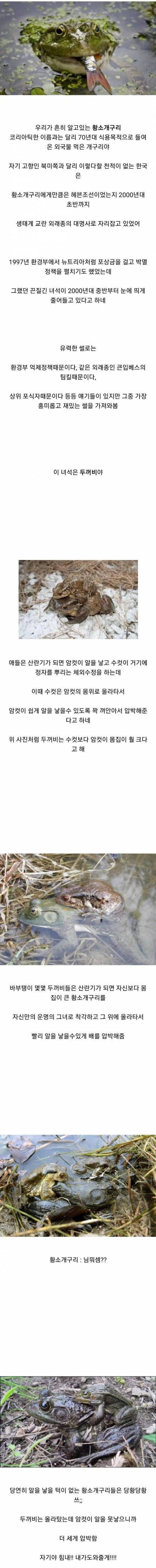 황소개구리가 줄어들고있는 이유.jpg