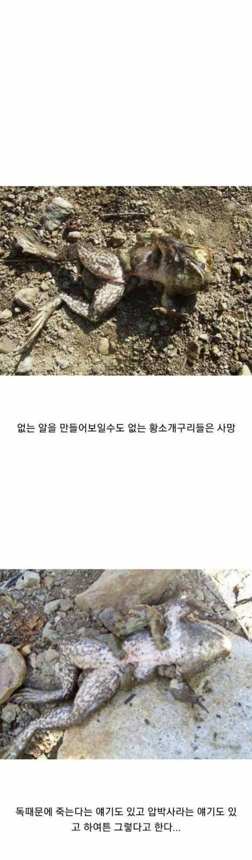 황소개구리가 줄어들고있는 이유.jpg