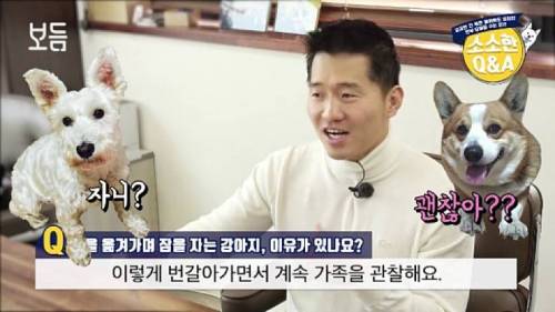 강아지가 방을 옮겨 가면서 자는 이유.jpg