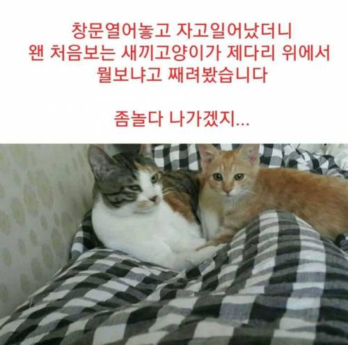 유정호씨네 고양이 이야기.jpg