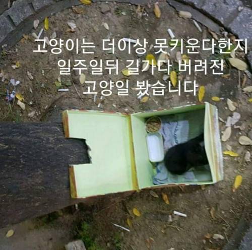 유정호씨네 고양이 이야기.jpg