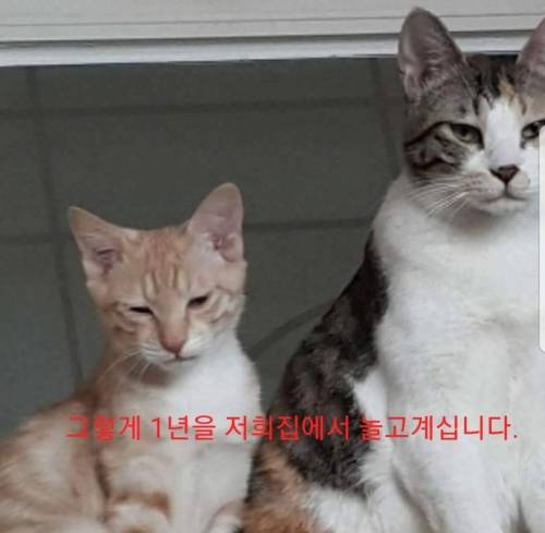 유정호씨네 고양이 이야기.jpg