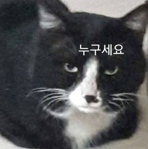 유정호씨네 고양이 이야기.jpg