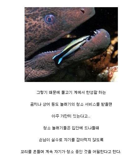 더러운것을 보면 참지 못하는 물고기.jpgif
