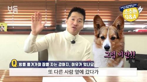 강아지가 방을 옮겨 가면서 자는 이유.jpg