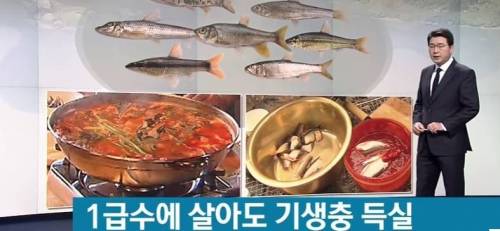 1급수에서 사는 민물고기 기생충 득실.jpg