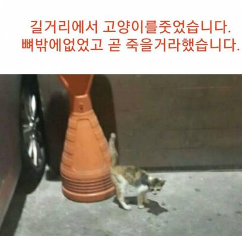 유정호씨네 고양이 이야기.jpg