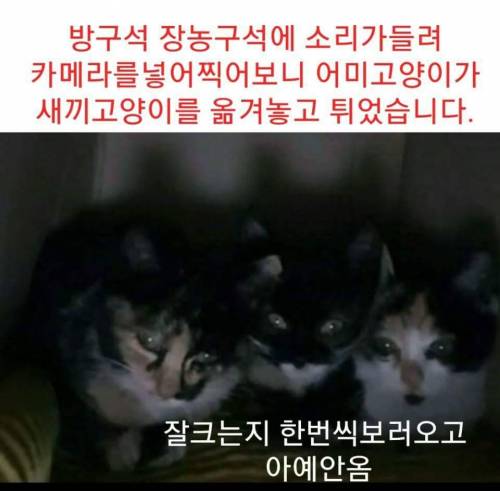 유정호씨네 고양이 이야기.jpg