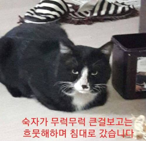 유정호씨네 고양이 이야기.jpg