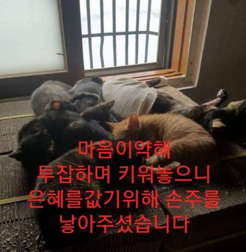 유정호씨네 고양이 이야기.jpg