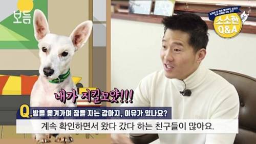 강아지가 방을 옮겨 가면서 자는 이유.jpg