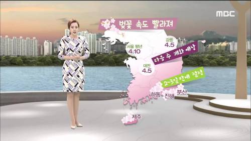 2018년 벚꽃 개화 시기.jpg