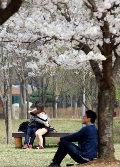 2018년 벚꽃 개화 시기.jpg
