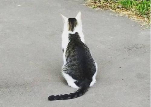 고양고양이.jpg
