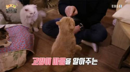 강아지 강씨 강형욱에 이은....jpg