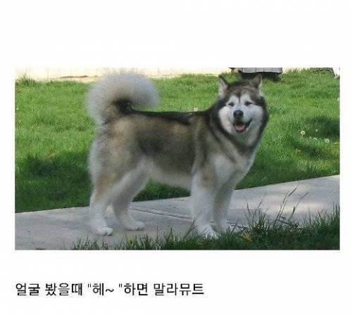 시베리안 허스키와 말라뮤트를 구분하는 방법.jpg
