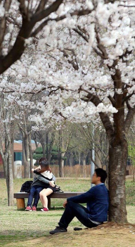 2018 벚꽃 개화시기.jpg