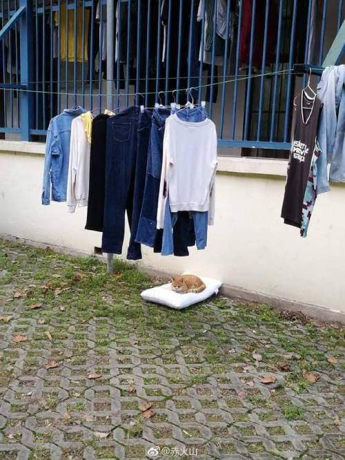 건조중이던 베개가 떨어짐.jpg
