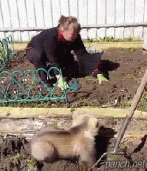 밥값하는 반려동물.gif