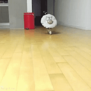 모델급 워킹.gif