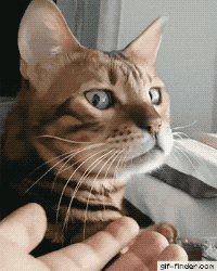 한번 더 만지면 죽일 거 같은 표정.gif