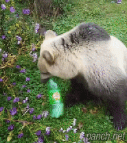 탄산음료 처음 마셔본 곰.gif