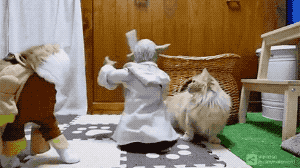 흔한 고양이 장난감.gif