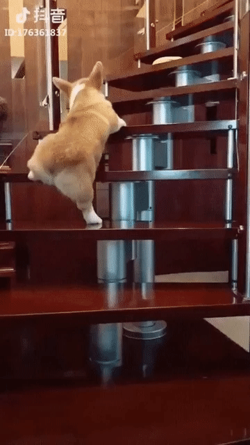 계단 못 올라가는 댕댕이.gif