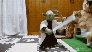 흔한 고양이 장난감.gif