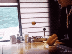 철판 달걀쇼쇼쇼.gif