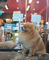 미용실에 간 댕댕이.gif