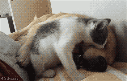 개 괴롭히는 고양이.gif