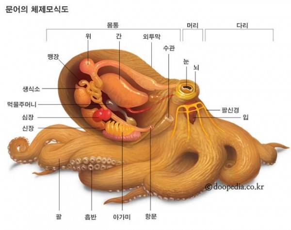문어의 뇌 위치.jpg