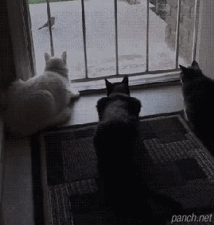 초집중했냥.gif