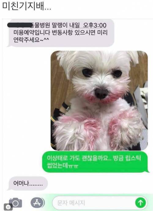 미용 예약을 앞둔 강아지.jpg