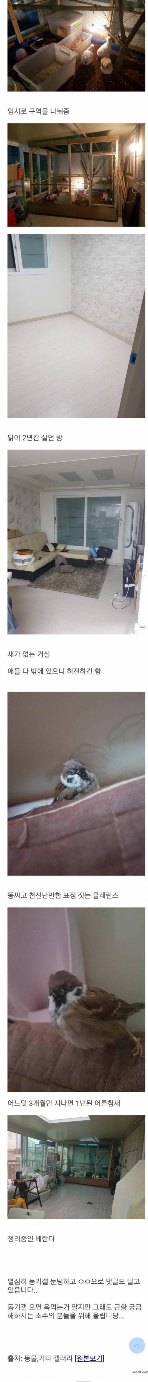 베란다에 닭장 만든 디씨인.jpg